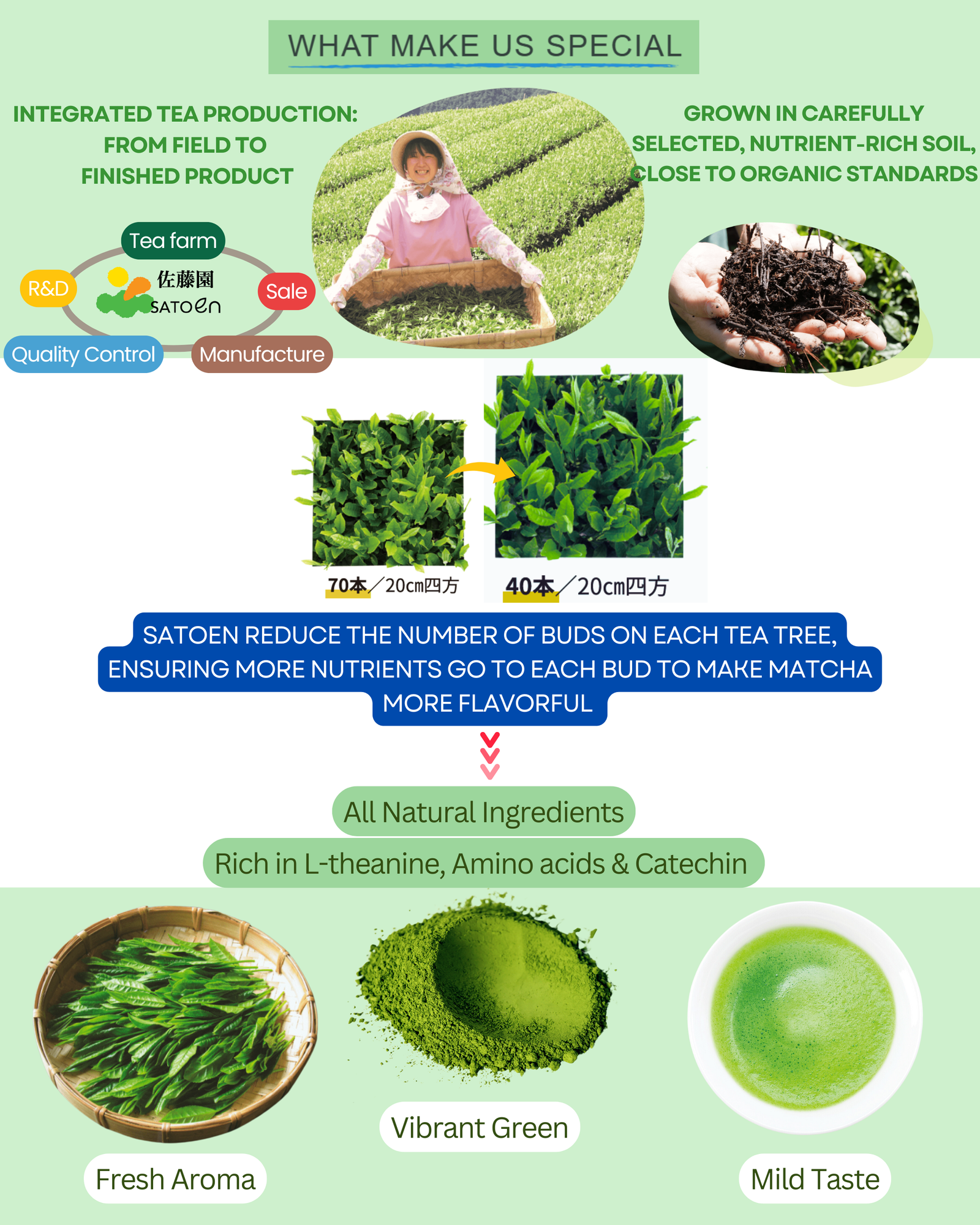 Satoen Matcha Special and Unique Reasons